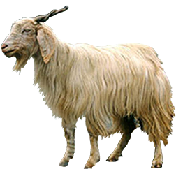 Kaghani Goat